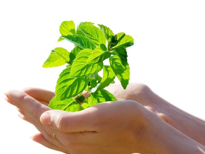 Természetgyógyász - egészségügy alapmodul képzést indítunk szombaton