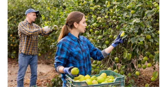 Egyszerűsített foglalkoztatás 2026. évi főbb szabályai