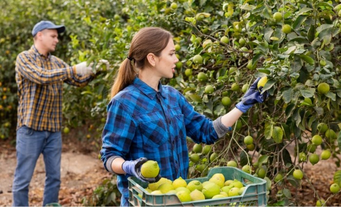 Egyszerűsített foglalkoztatás 2026. évi főbb szabályai